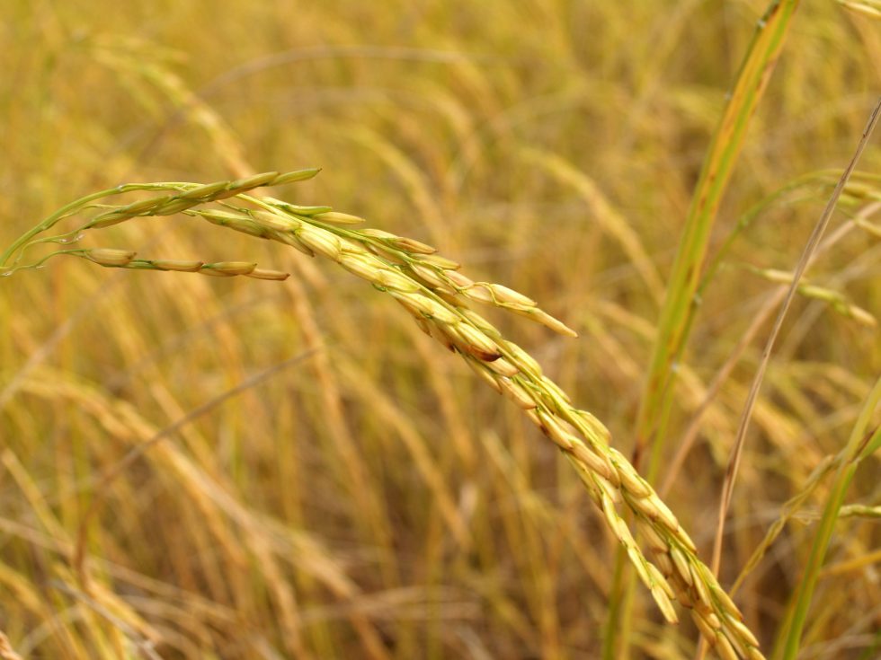 “Rice GIS” Application Enhances the Work of Thai Farmers